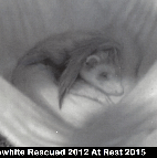 Snowhite Rescued 2012 At Rest 2015
